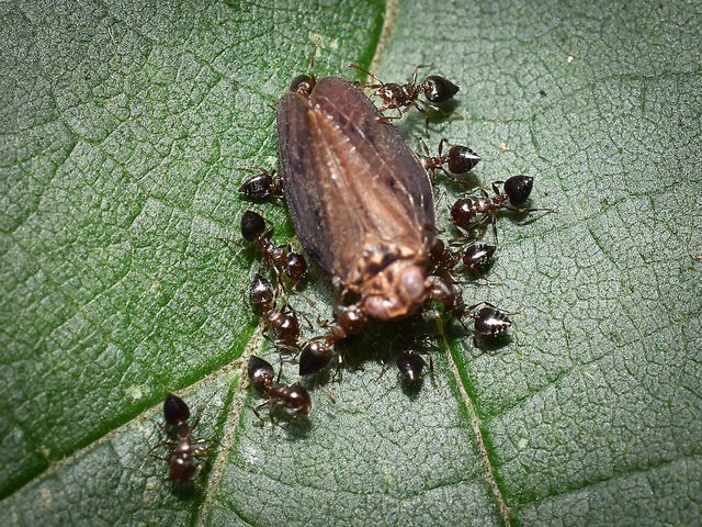Acrobat Ants — identification photo