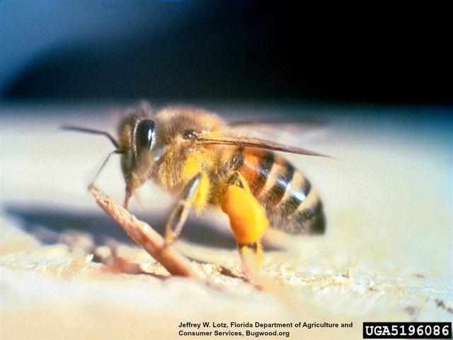 Africanized ("Killer") Bees — identification photo