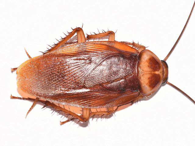 American Cockroaches — identification photo