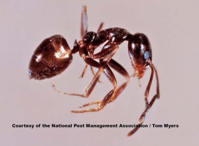 Argentine Ants — identification photo