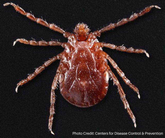 Asian Longhorned Ticks — identification photo