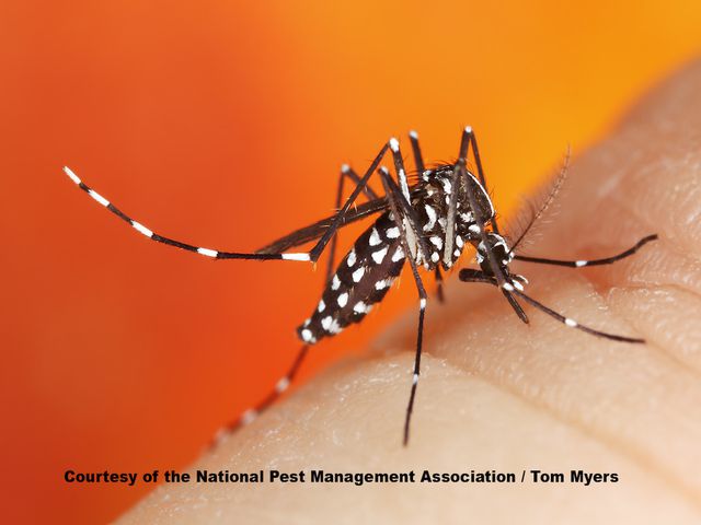 Asian Tiger Mosquitoes — identification photo