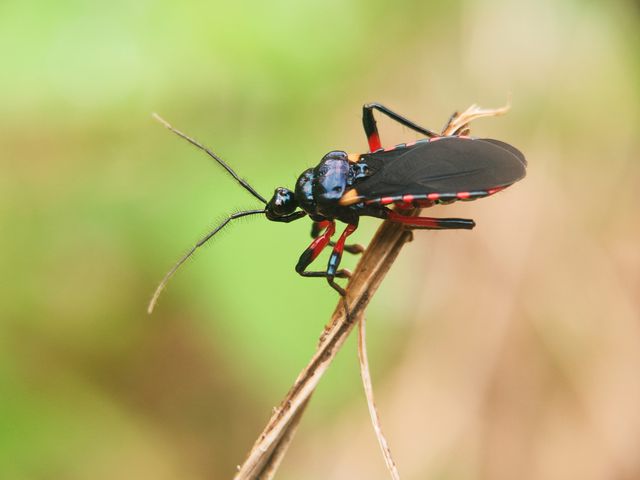 Assassin Bugs — identification photo