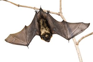 Bats — identification photo