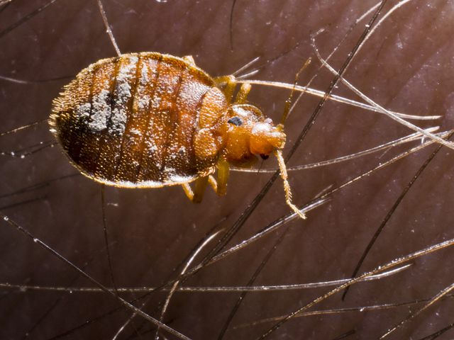 Bed Bugs — identification photo