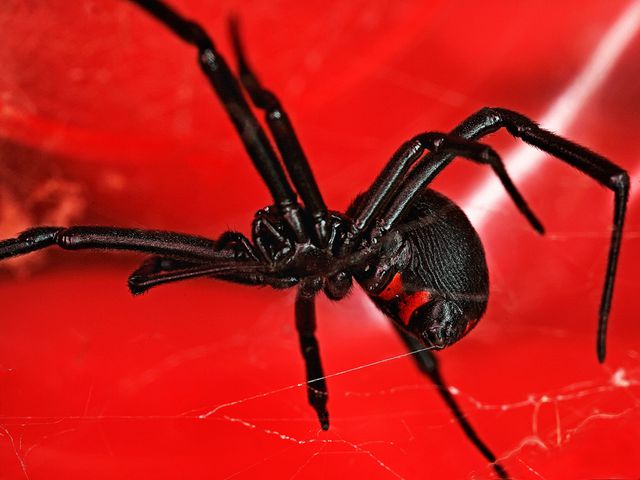 Black Widow Spiders — identification photo