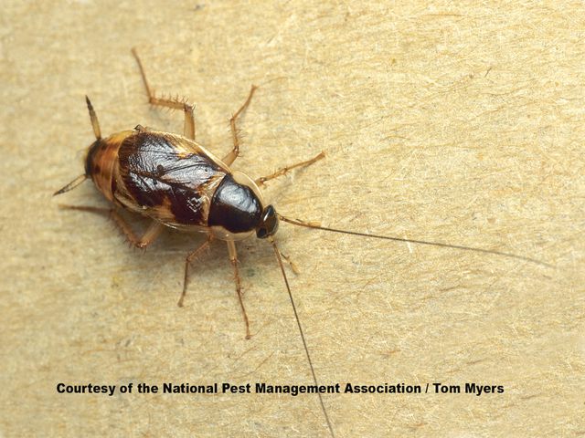 Brown-Banded Cockroaches — identification photo