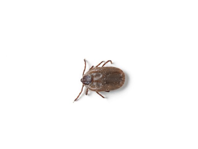 Brown Dog Ticks — identification photo