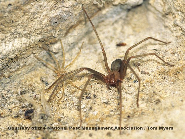 Brown Recluse Spiders — identification photo