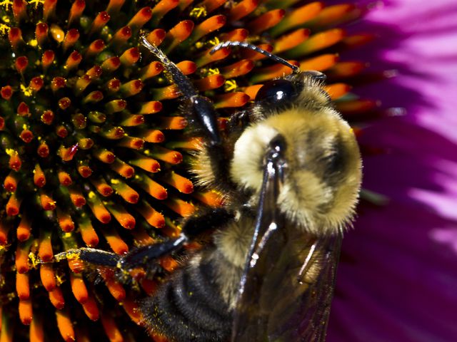 Bumble Bees — identification photo