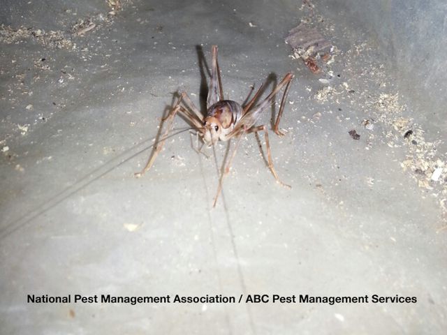 Camel Crickets — identification photo