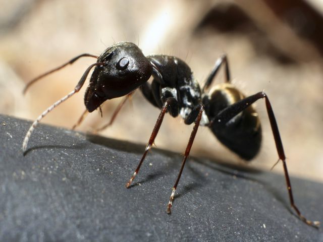 Carpenter Ants — identification photo