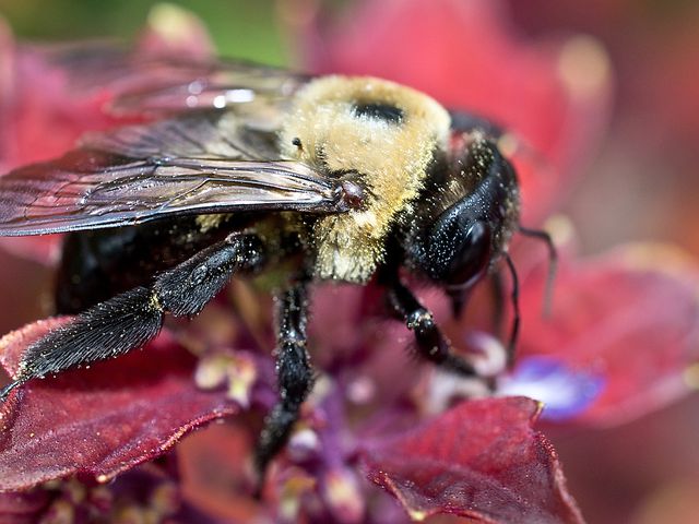 Carpenter Bees — identification photo