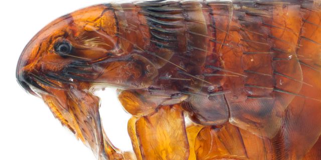 Cat Flea — identification photo