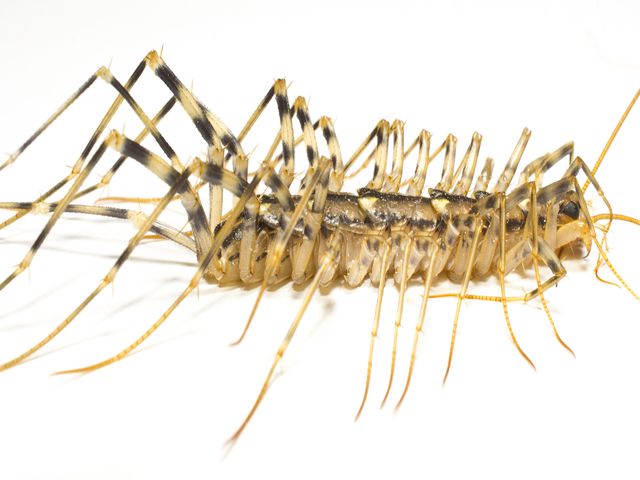 Centipedes — identification photo