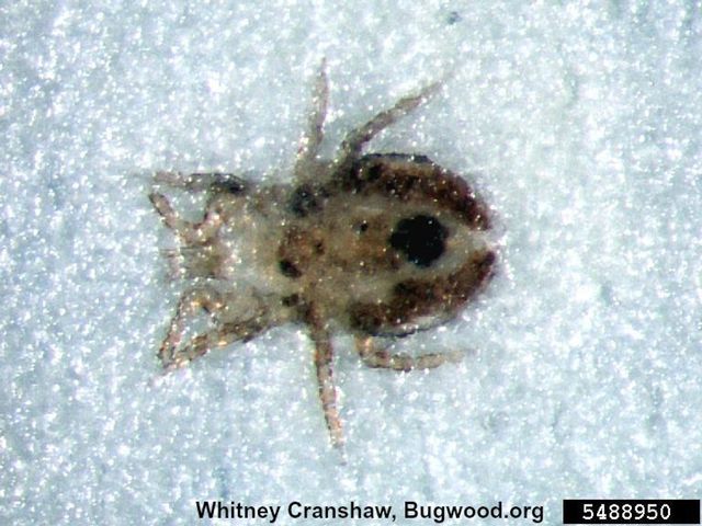 Chicken Mites — identification photo