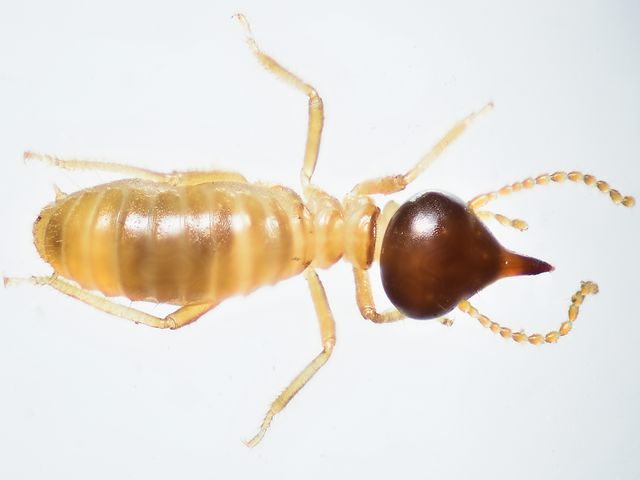 Conehead Termites — identification photo