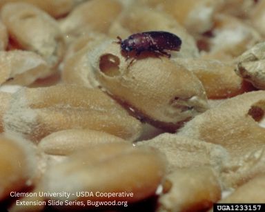 Confused Flour Beetle — identification photo