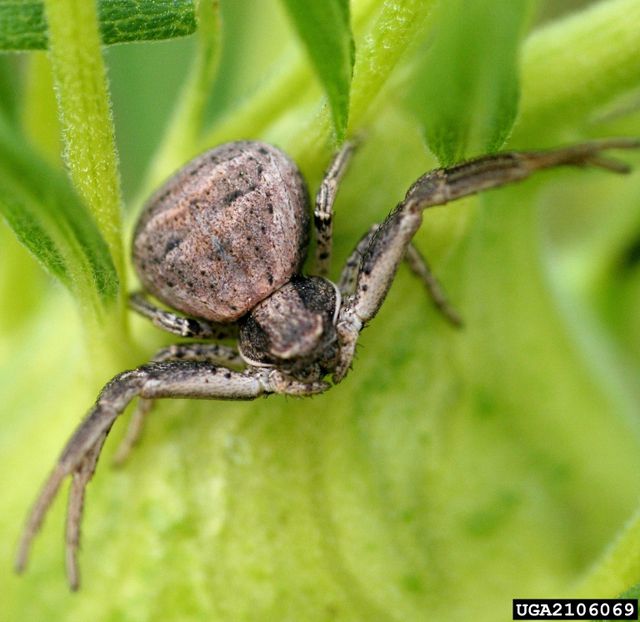 Crab Spiders — identification photo