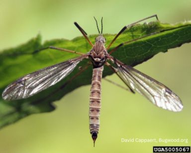Crane Fly — identification photo