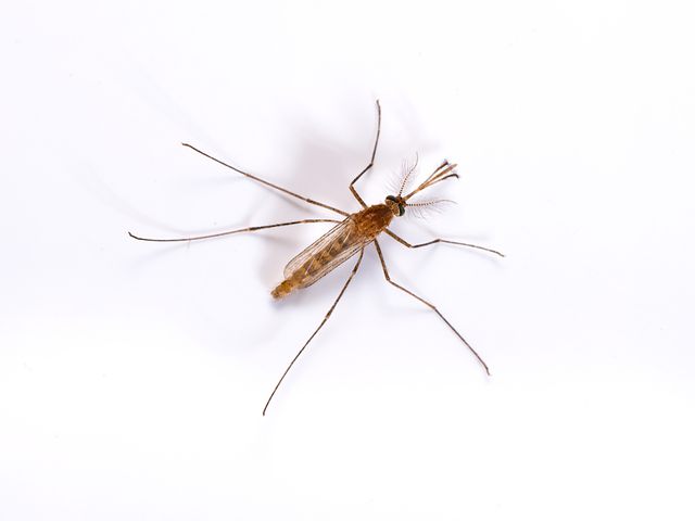 Culex Mosquitoes — identification photo
