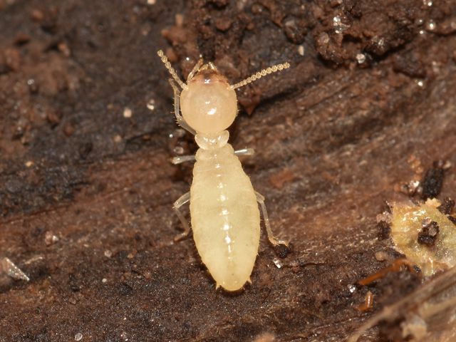 Dampwood Termites — identification photo