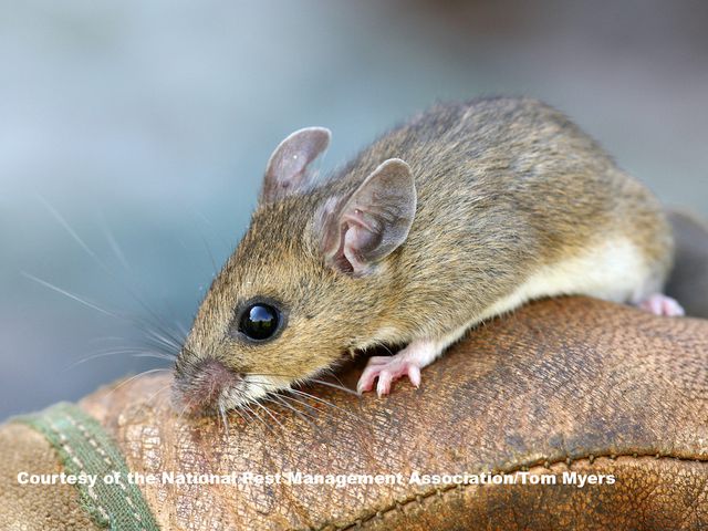 Deer Mice — identification photo