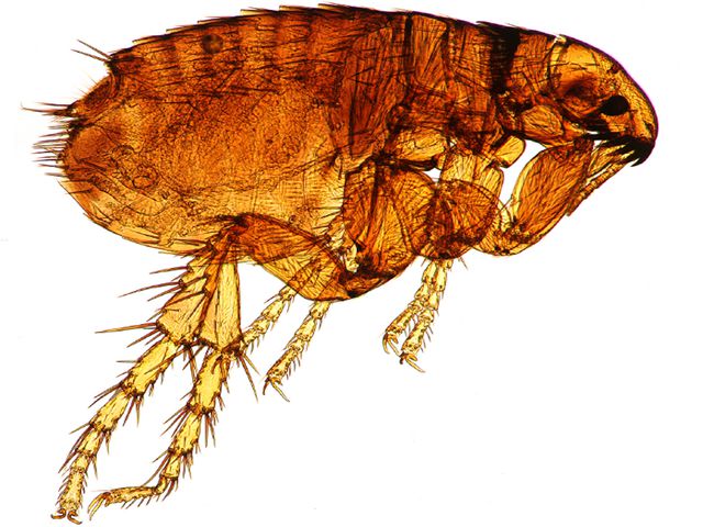 Dog Flea — identification photo