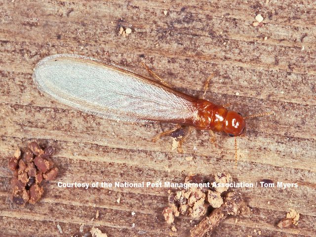 Drywood Termites — identification photo