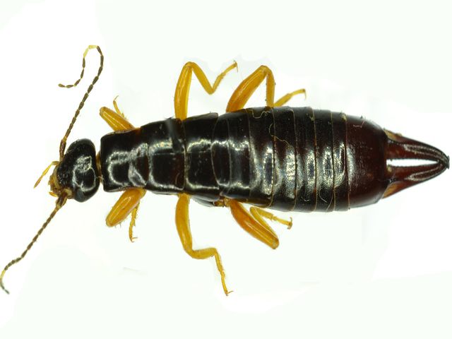 Earwigs — identification photo