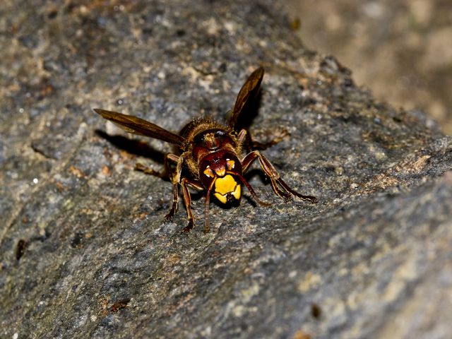 European Hornet — identification photo