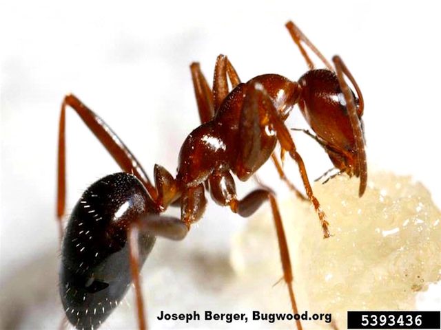 Field Ants — identification photo