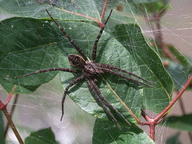 Fishing Spider — identification photo