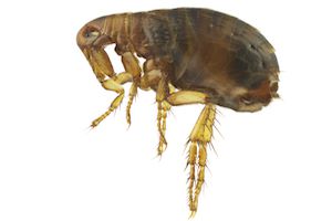 Fleas — identification photo