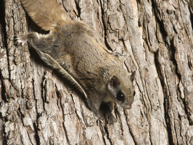 Flying Squirrels — identification photo