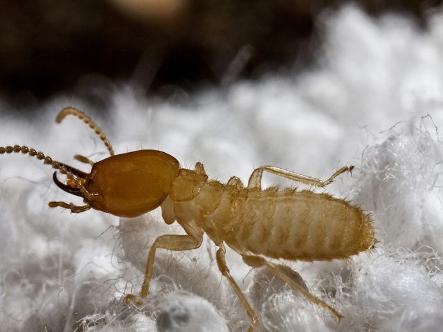 Formosan Termites — identification photo