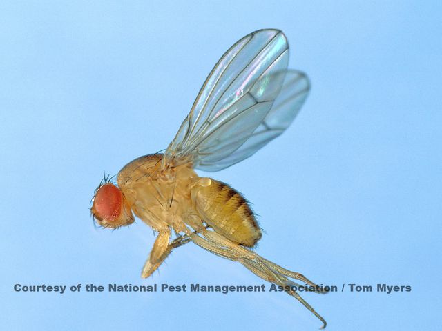 Fruit Flies — identification photo