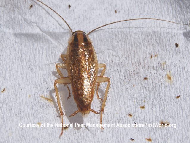 German Cockroaches — identification photo