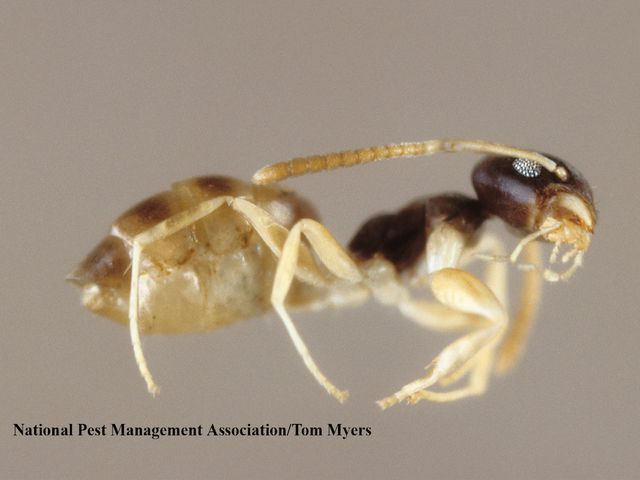 Ghost Ants — identification photo