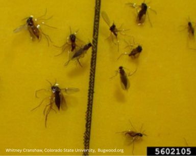 Gnats — identification photo
