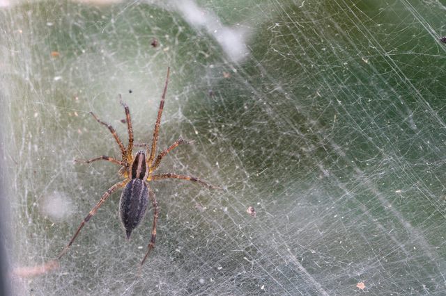 Grass Spider — identification photo