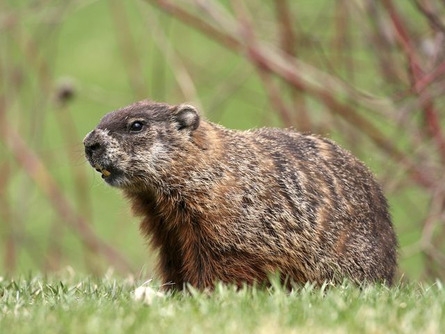 Groundhogs — identification photo