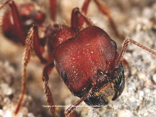 Harvester Ants — identification photo