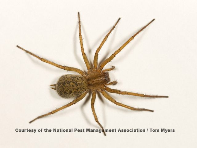 Hobo Spiders — identification photo