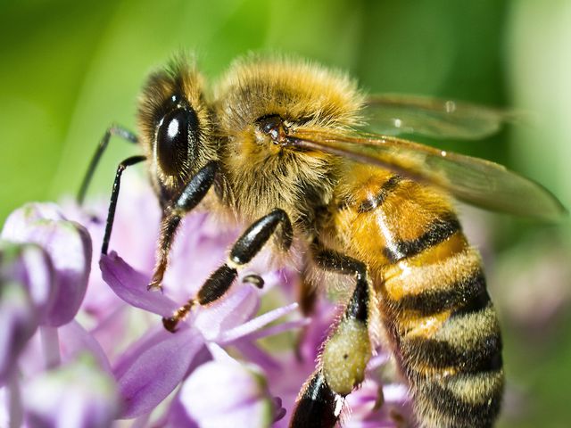 Honey Bees — identification photo