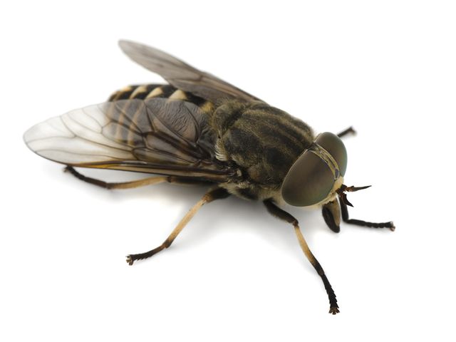 Horse Flies — identification photo