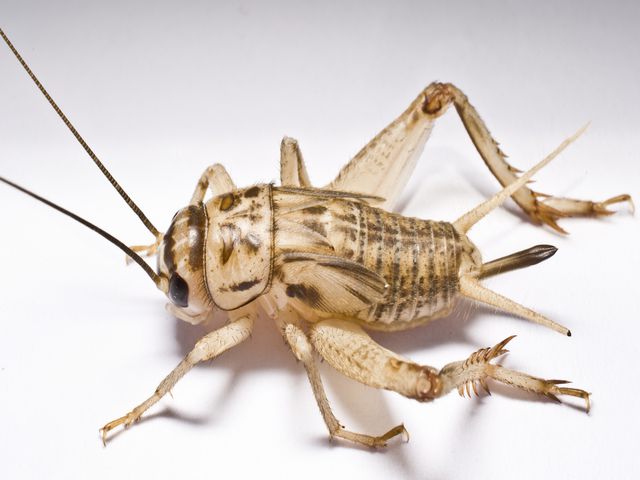 House Crickets — identification photo