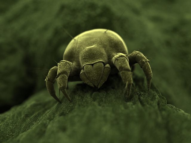 House Dust Mites — identification photo