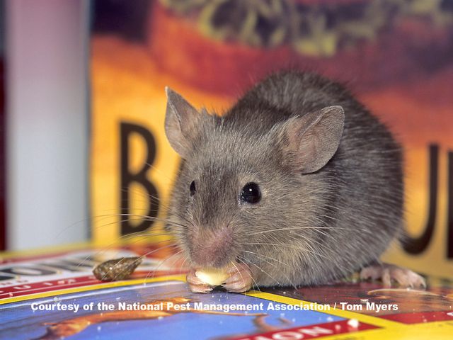 House Mice — identification photo