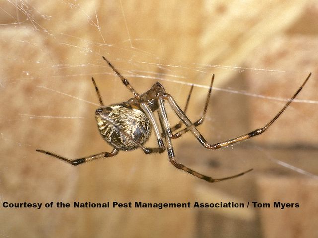 House Spiders — identification photo